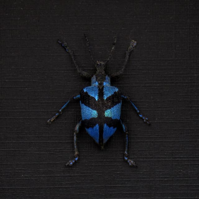 Rare blue metallic weevil framed taxidermy - Polytelis decussatus