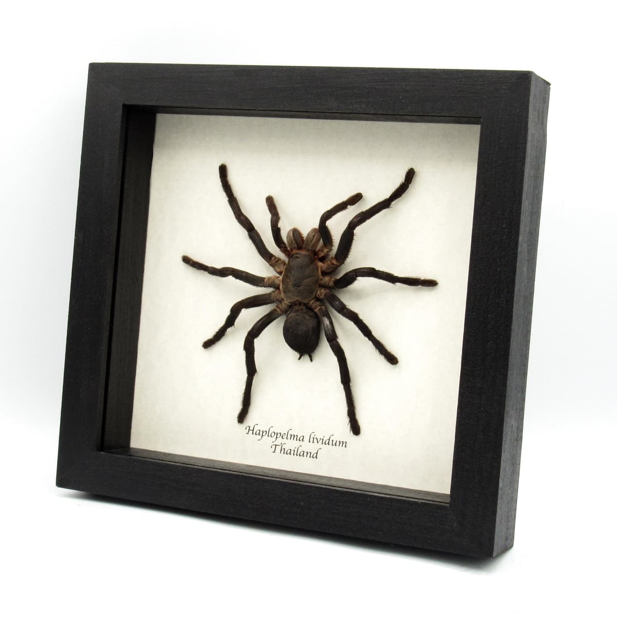 Real Cobalt Blue tarantula framed taxidermy - Haplopelma lividum - large female