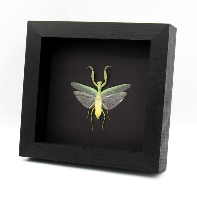 Real large Praying Mantis framed taxidermy - Hierodula patellifera