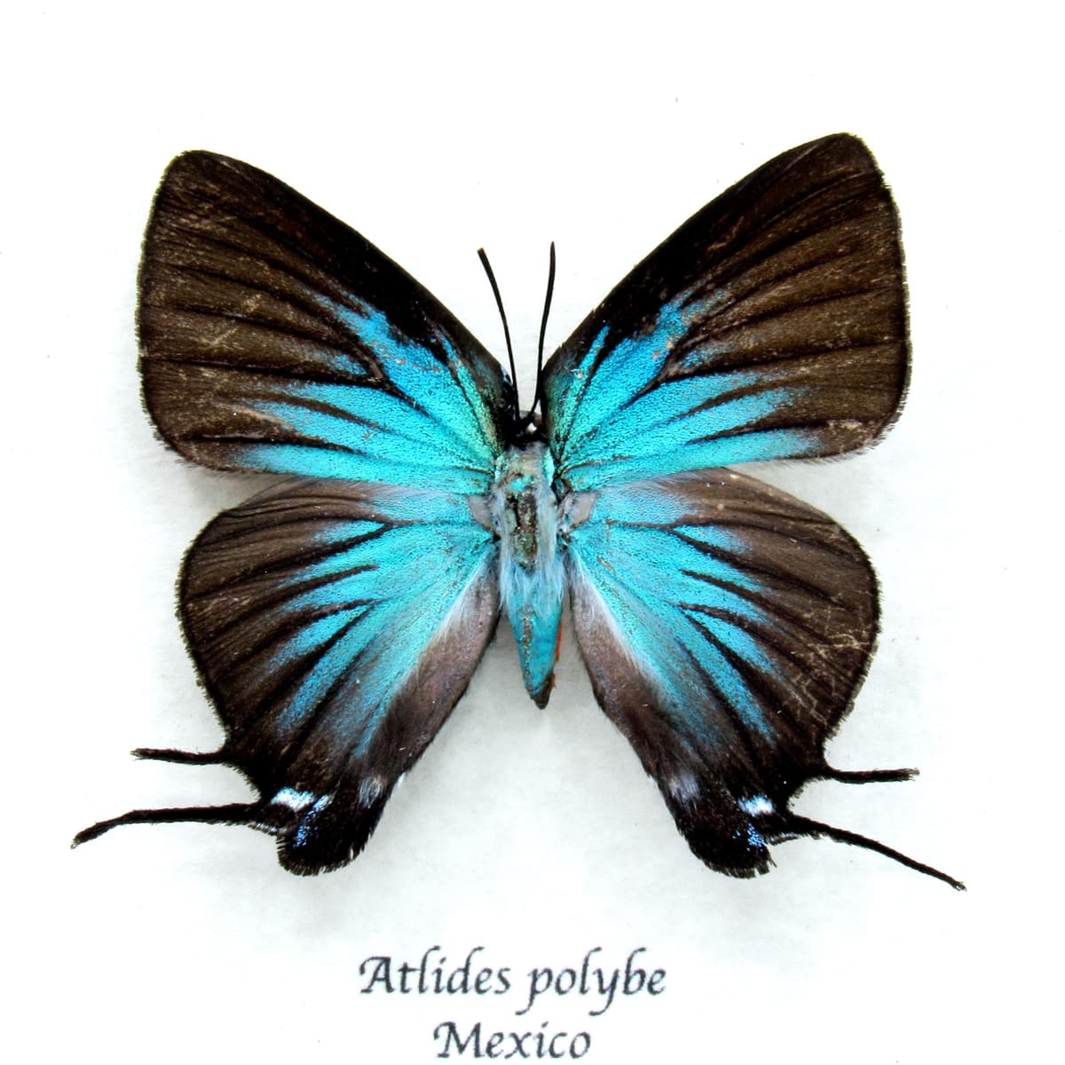 Rare blue Hairstreak butterfly framed taxidermy - Atlides polybe