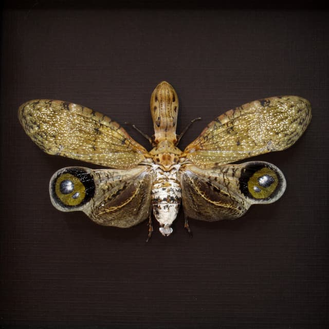 Very large Peanut Head Lanternfly - Fulgora laternaria - XL female