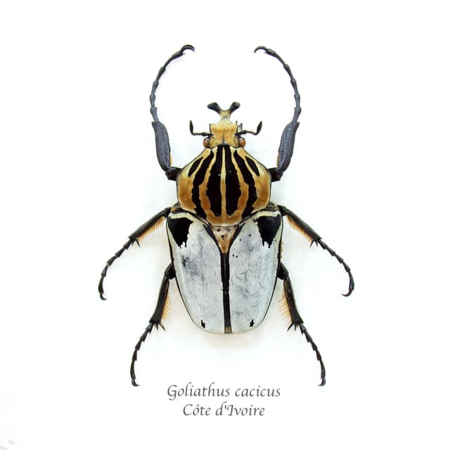 Rare Chief Goliath beetle framed taxidermy - Goliathus cacicus