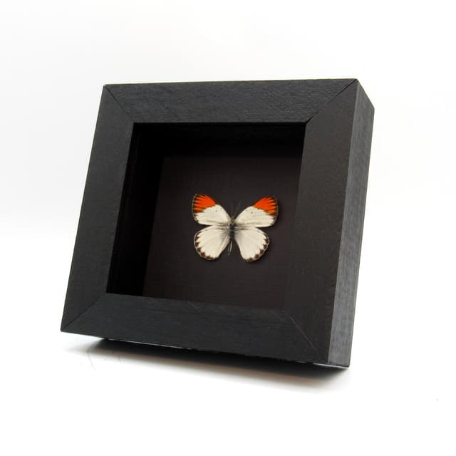 Real Orange Tip butterfly framed taxidermy - Colotis antivippe zera