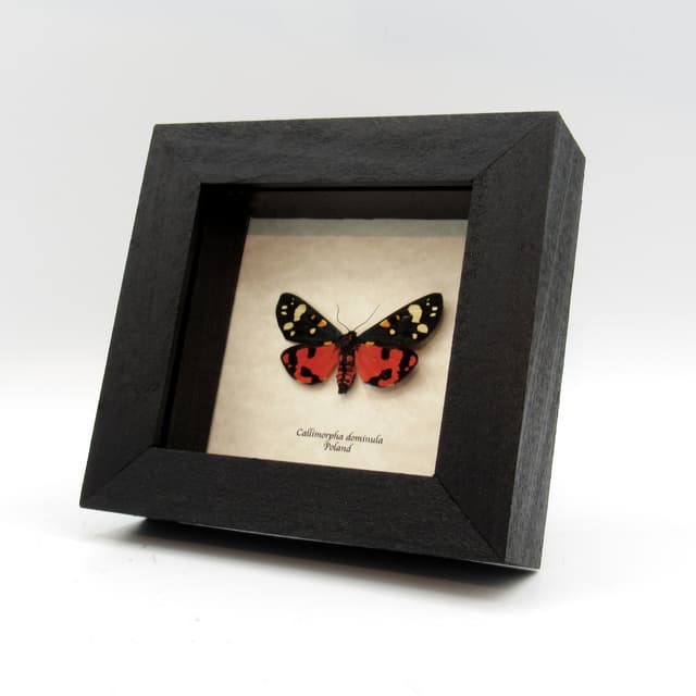 Real Scarlet Tiger moth framed taxidermy - Callimorpha dominula