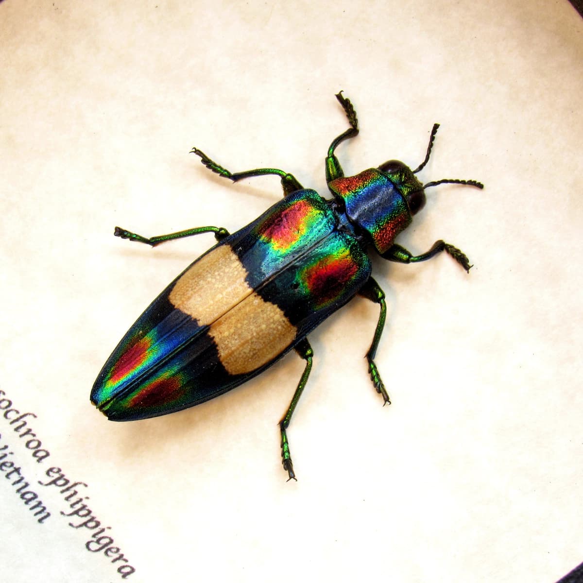 Real metallic rainbow beetle framed taxidermy - Chrysochroa ephippigera