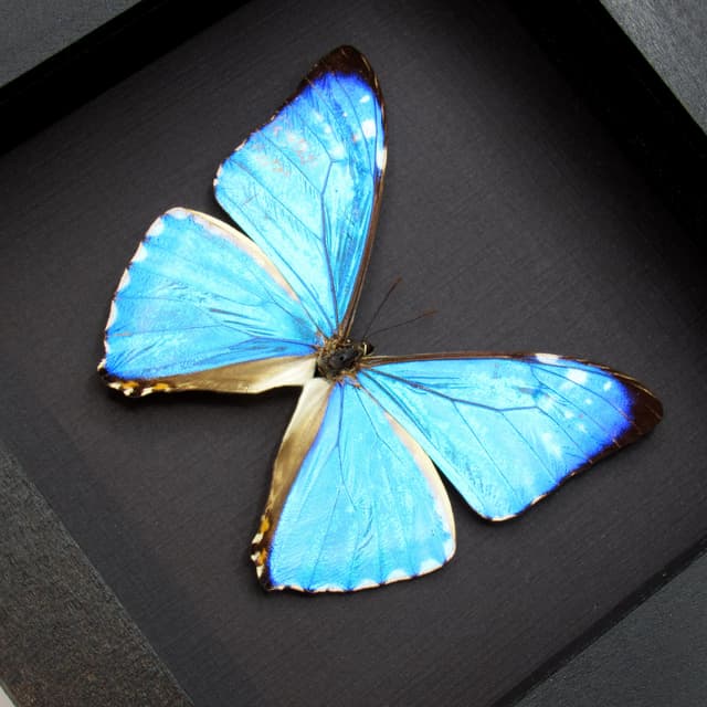 Real iridescent blue butterfly framed taxidermy - Morpho zephyritis