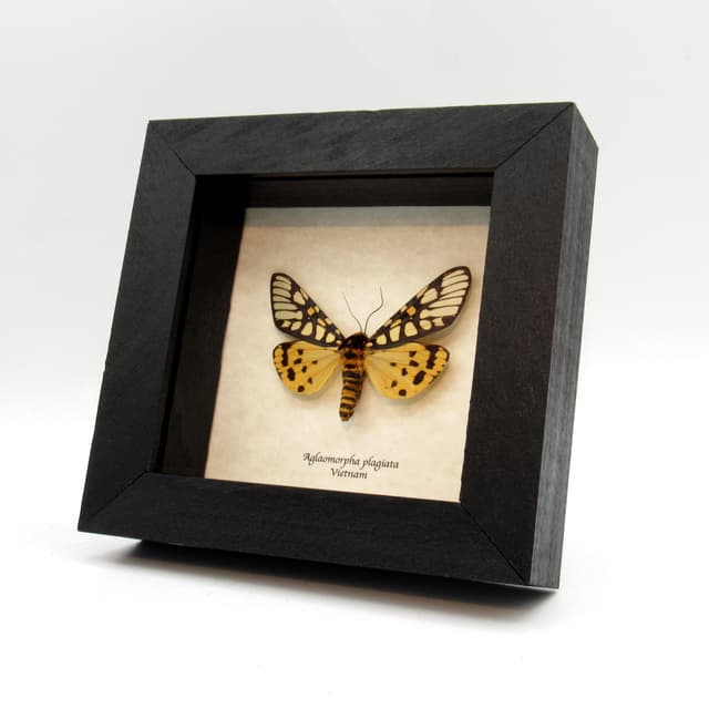 Real large yellow Tiger moth framed taxidermy - Aglaomorpha plagiata