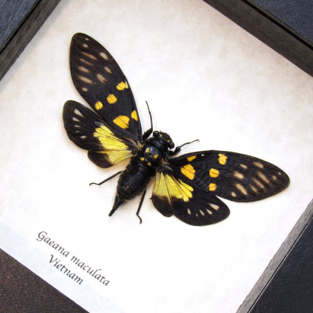 Real yellow Cicada framed taxidermy - Gaeana maculata