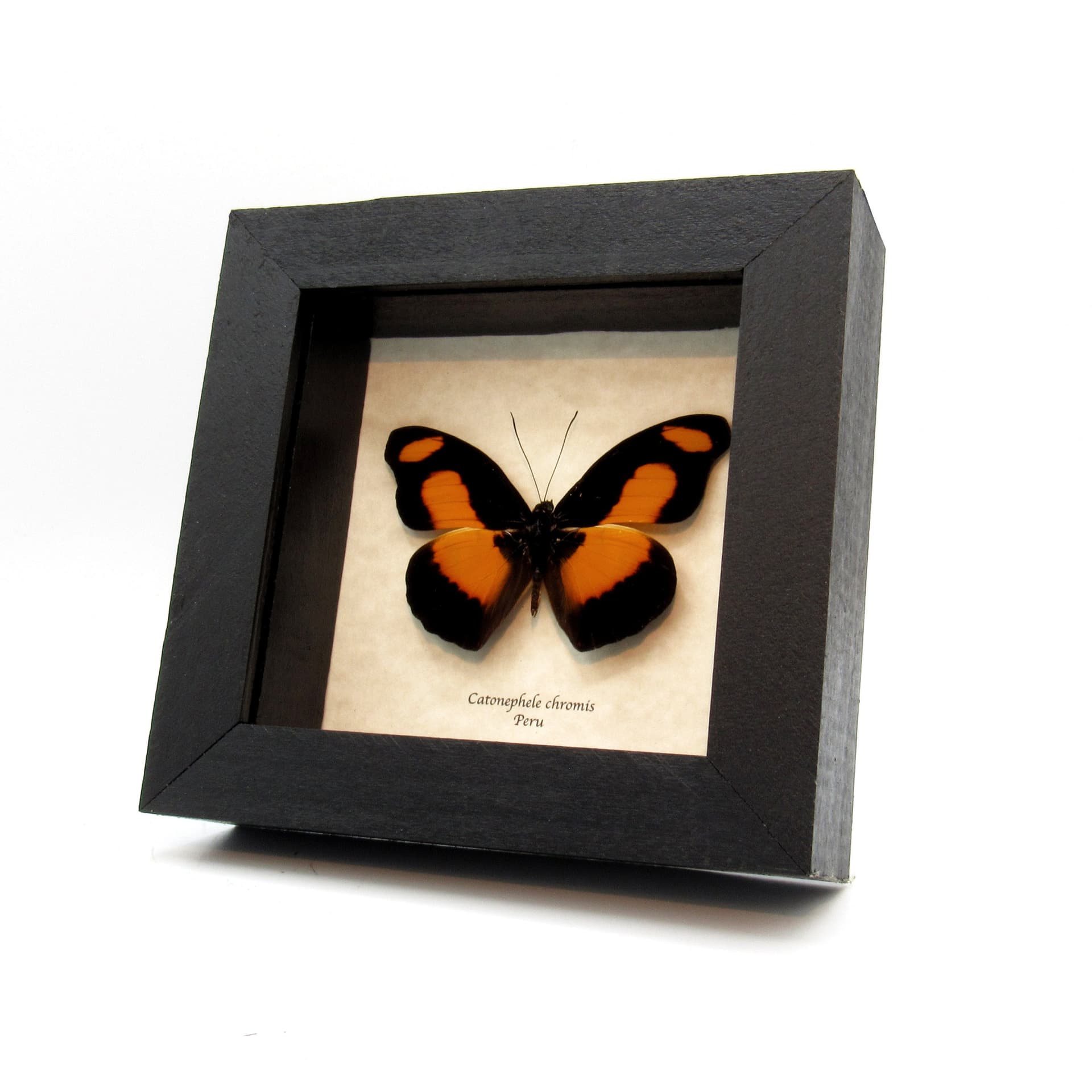 Real Chromis Firewing butterfly framed taxidermy - Catonephele  chromis