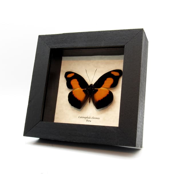 Real Chromis Firewing butterfly framed taxidermy - Catonephele  chromis