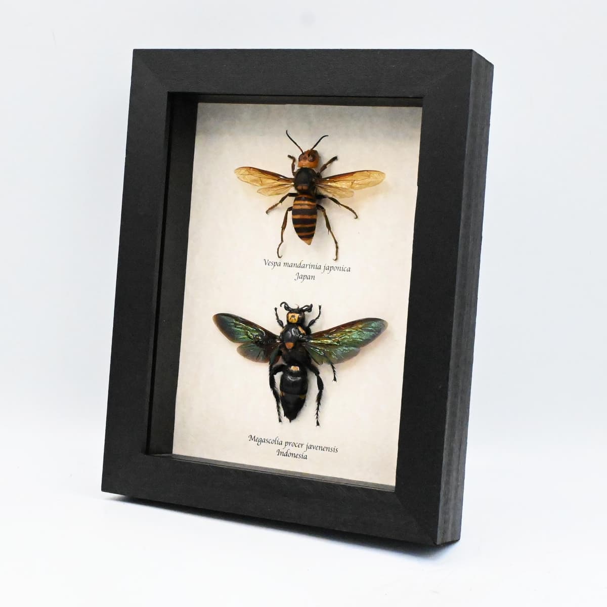 Worlds largest Hornet and largest Wasp framed taxidermy - Vespa mandarinia japonica and Megascolia procer javanensis - females