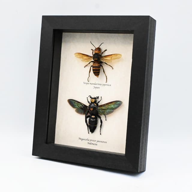 Worlds largest Hornet and largest Wasp framed taxidermy - Vespa mandarinia japonica and Megascolia procer javanensis - females