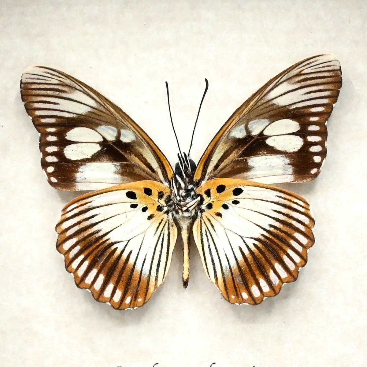 Real pale green butterfly framed taxidermy - Pseudacraea lucretia