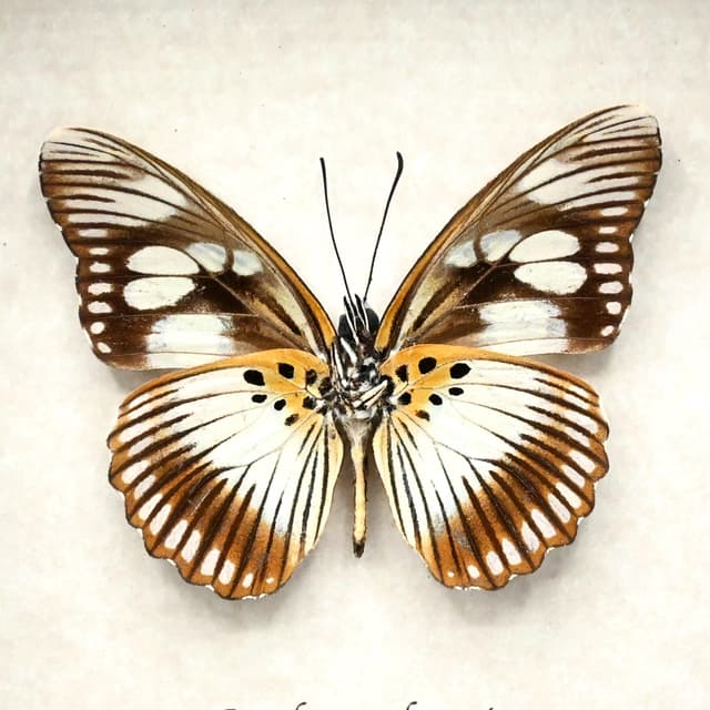 Real pale green butterfly framed taxidermy - Pseudacraea lucretia