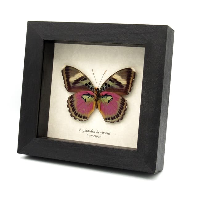 Real fuchsia Forester butterfly framed taxidermy - Euphaedra hewitsoni - large female
