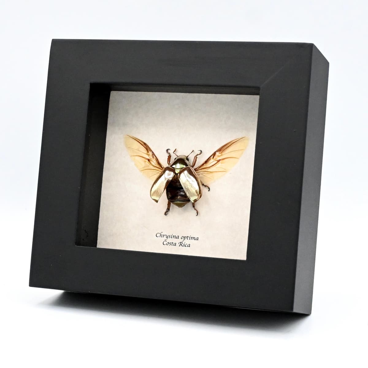 Rare silver Jewel beetle framed taxidermy - Chrysina optima