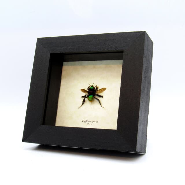 Rare XL multicolored metallic Orchid Bee framed taxidermy - Euglossa species