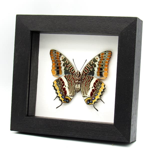 Rare Two-tailed Pasha butterfly framed taxidermy - Charaxes jasius septentrionalis - large female