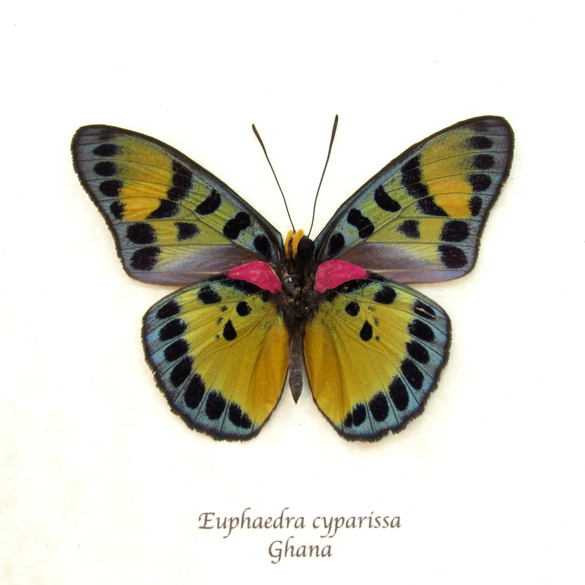 Rare fuchsia True Forester butterfly framed taxidermy - Euphaedra cyparissa