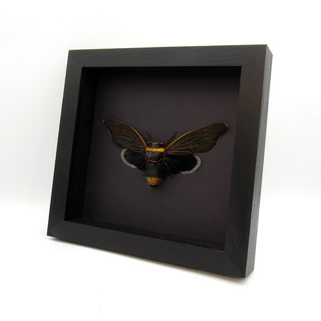Rare Giant Black Rainforest Cicada framed taxidermy - Tacua speciosa
