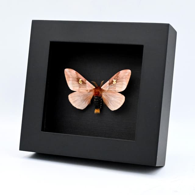 Rare pink Saturn moth framed taxidermy - Dirphiopsis flora
