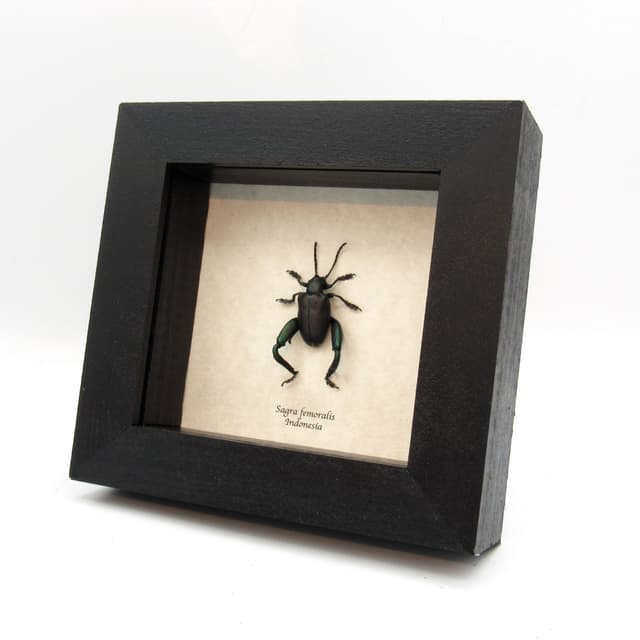 Large real blue-green Frog Beetle framed taxidermy - Sagra femoralis