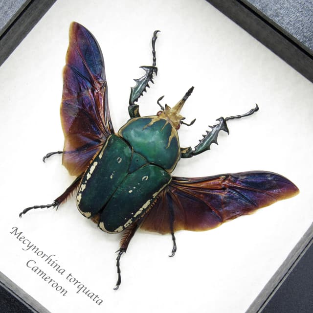 Real XL flower beetle framed taxidermy - Mecynorhina torquata