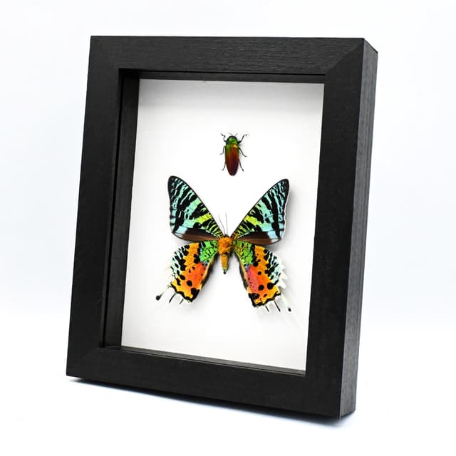 Real rainbow moth and beetle framed specimens - Urania ripheus and Belionota tricolor