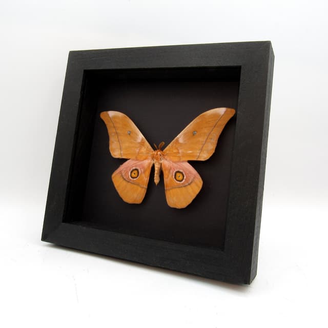 Rare Giant Emperor moth framed taxidermy - Nudaurelia venus