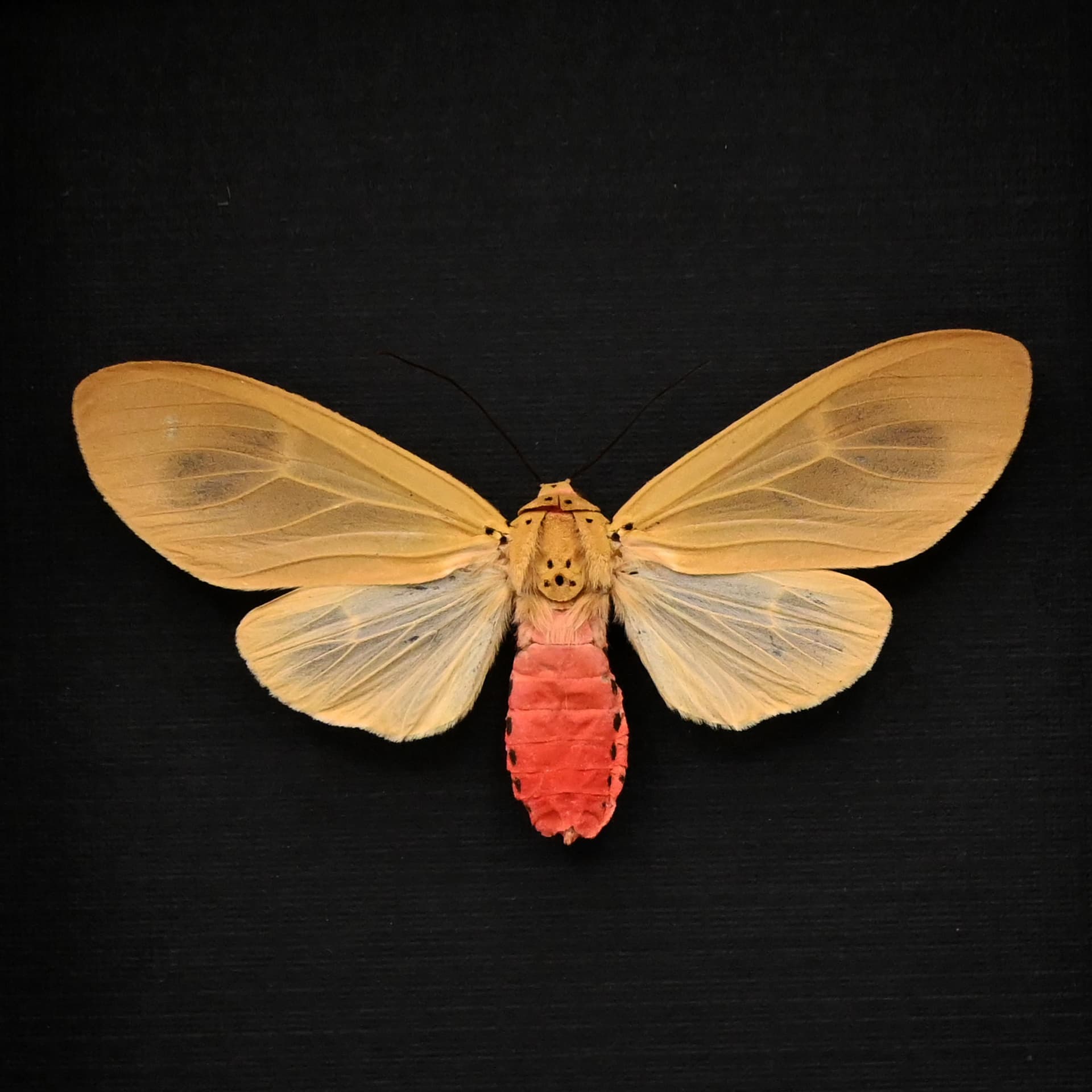 Rare pink Arctiid moth framed taxidermy - Amerila vidua