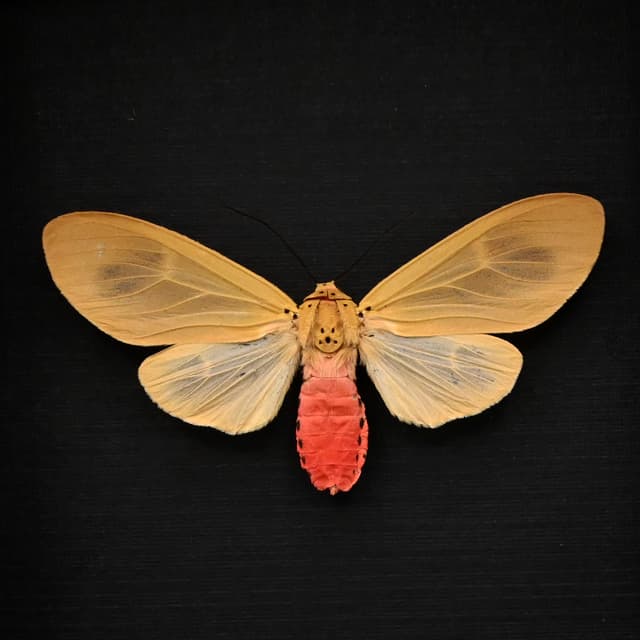 Rare pink Arctiid moth framed taxidermy - Amerila vidua