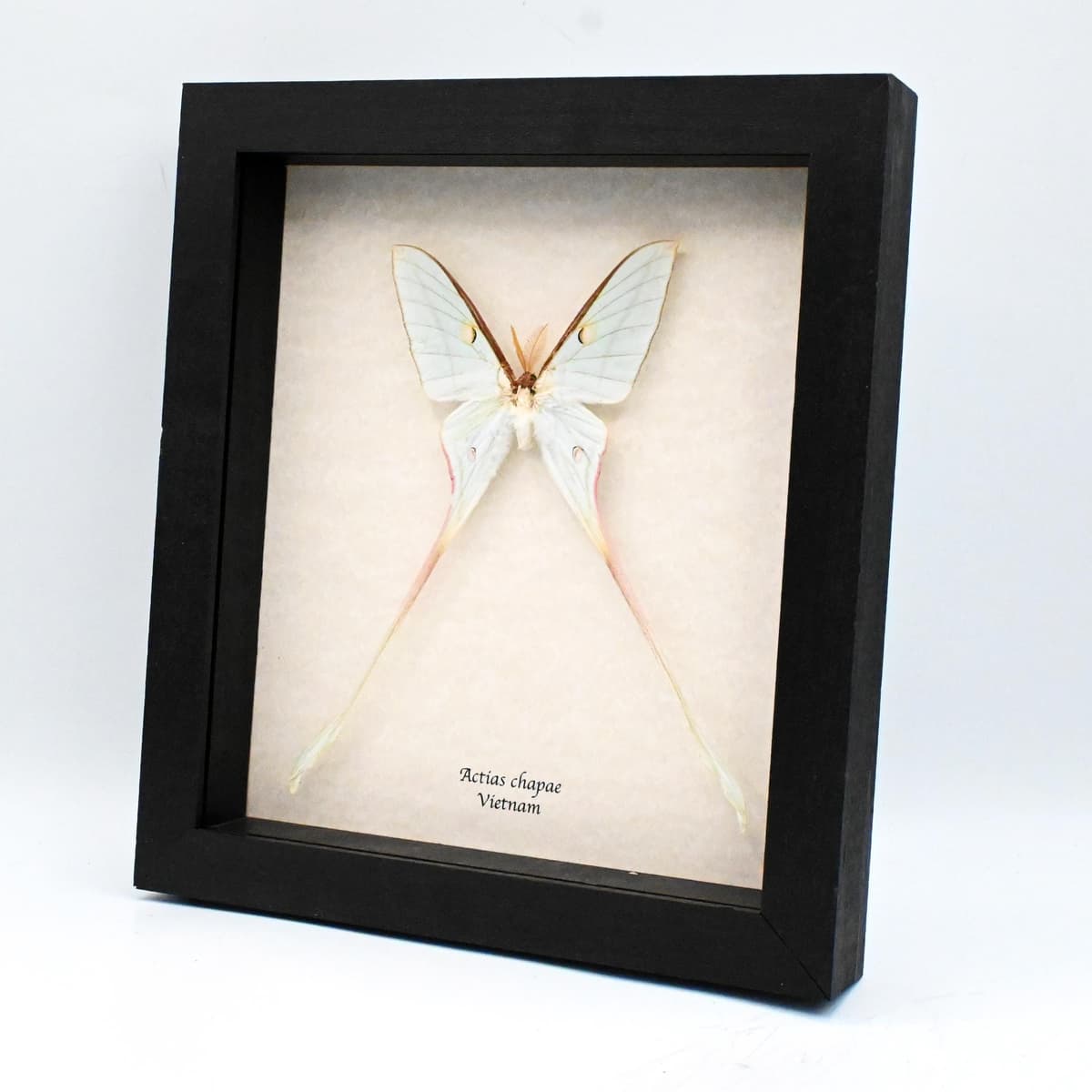 Rare XL Celestial Moon Moth framed taxidermy - Actias chapae - minor damage/repair