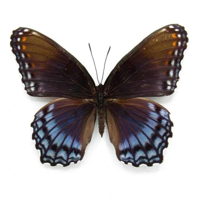 Real "Red-spotted Purple" butterfly framed taxidermy - Limenitis arthemis astyanax