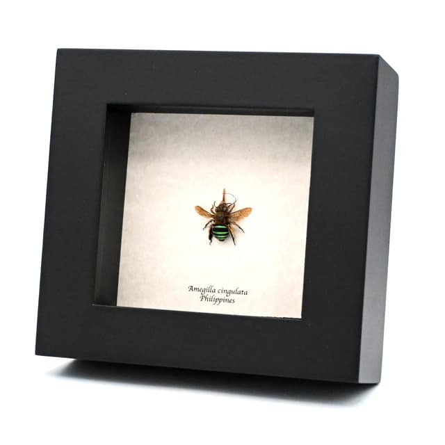 Real tiny Blue-banded bee framed taxidermy - Amegilla cingulata