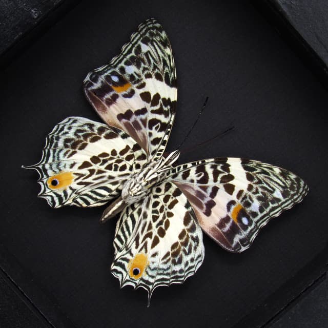 Real butterfly framed taxidermy - Baeotus deucalion