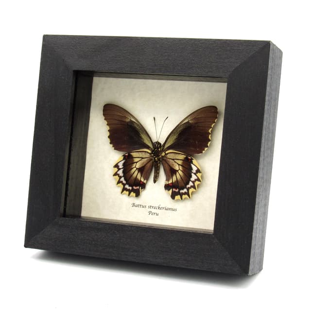 Real Swallowtail butterfly framed taxidermy - Battus streckerianus