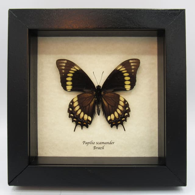 Rare black butterfly framed taxidermy - Papilio scamander