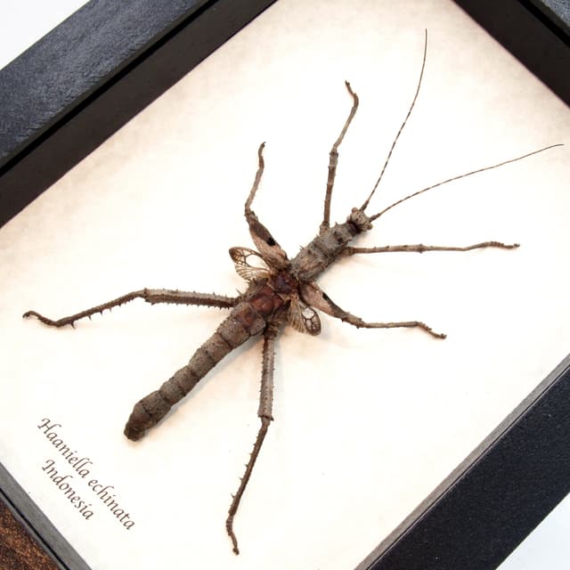 Real Spiny Hedgehog Stick bug framed taxidermy - Haaniella echinata
