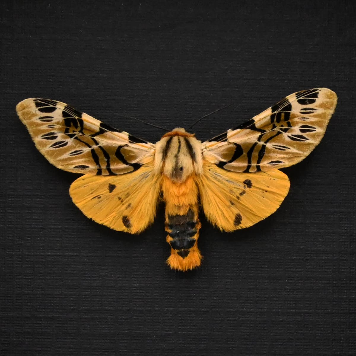 Real Erebid moth framed taxidermy - Hypercompe nemophila