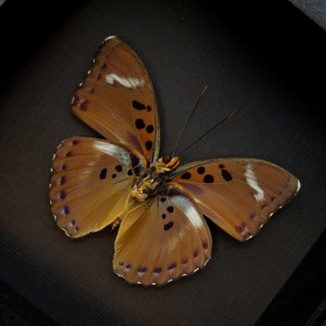 Real African Forester butterfly framed taxidermy - Euphaedra species