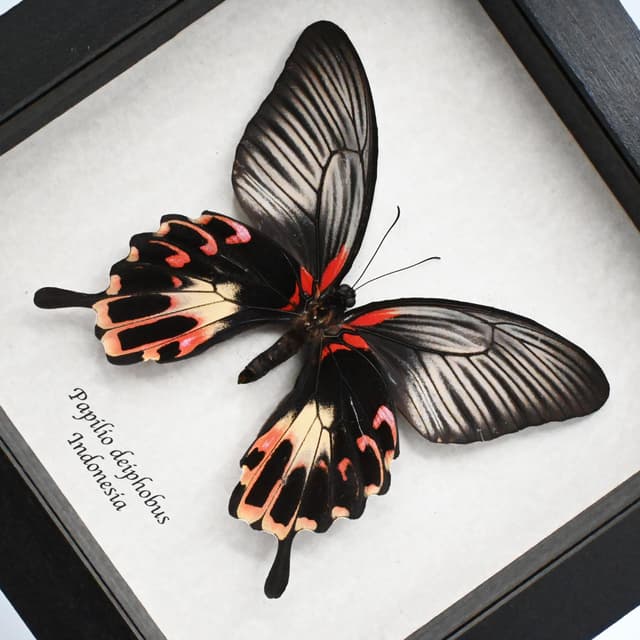 Rare Giant Swallowtail butterfly framed taxidermy - Papilio deiphobus - female