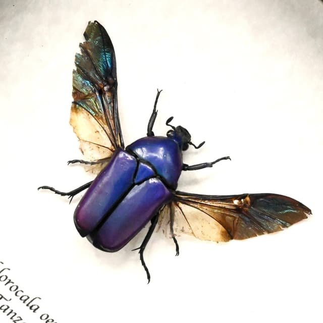 Real Purple Flower beetle framed taxidermy - Chlorocala oertzeni