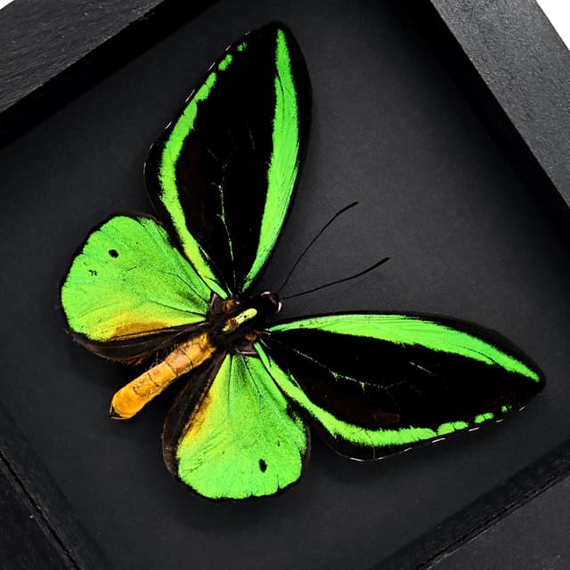 Real Giant Birdwing butterfly framed taxidermy - Ornithoptera priamus poseidon