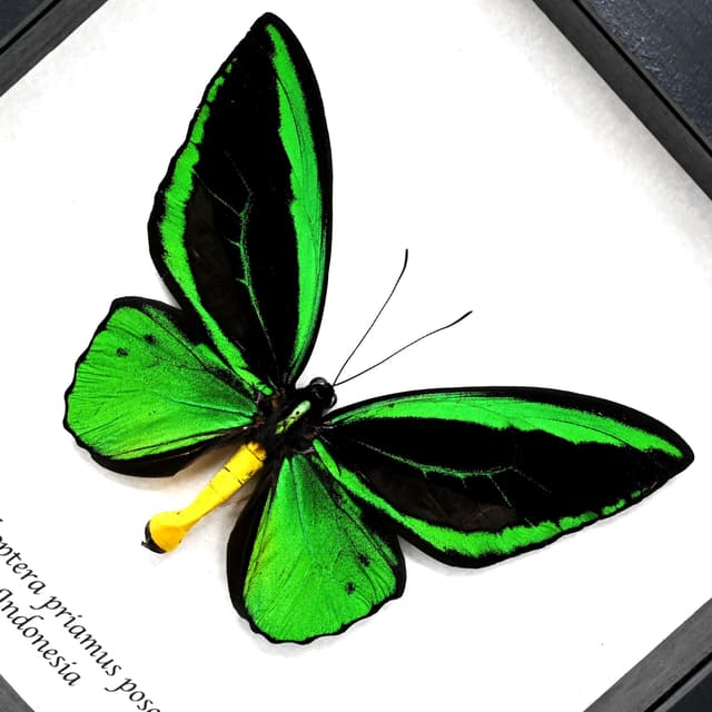Real XL green Birdwing butterfly framed taxidermy - Ornithoptera priamus poseidon