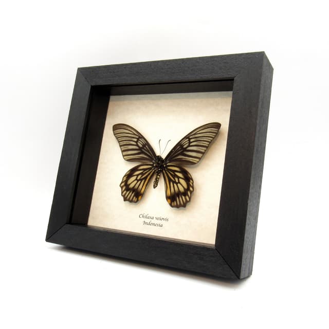 Real butterfly framed taxidermy - Chilasa veiovis