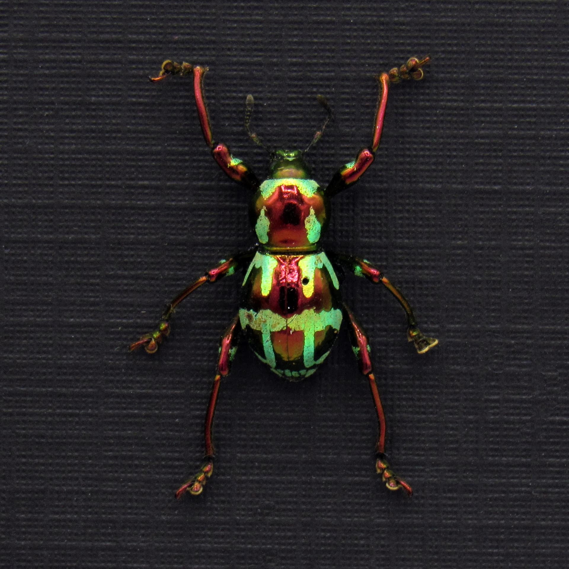WEEVIL MANIA!  Real metallic red and green weevil framed taxidermy - Pachyrhynchus gloriosus - female