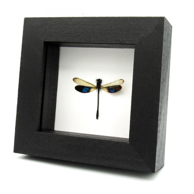 Real Blue Gossamer-winged Dragonfly framed taxidermy - Euphaea subnodalis