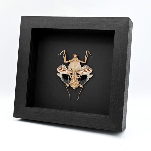 Rare framed taxidermy Dead Leaf praying mantis - Deroplatys trigonodera