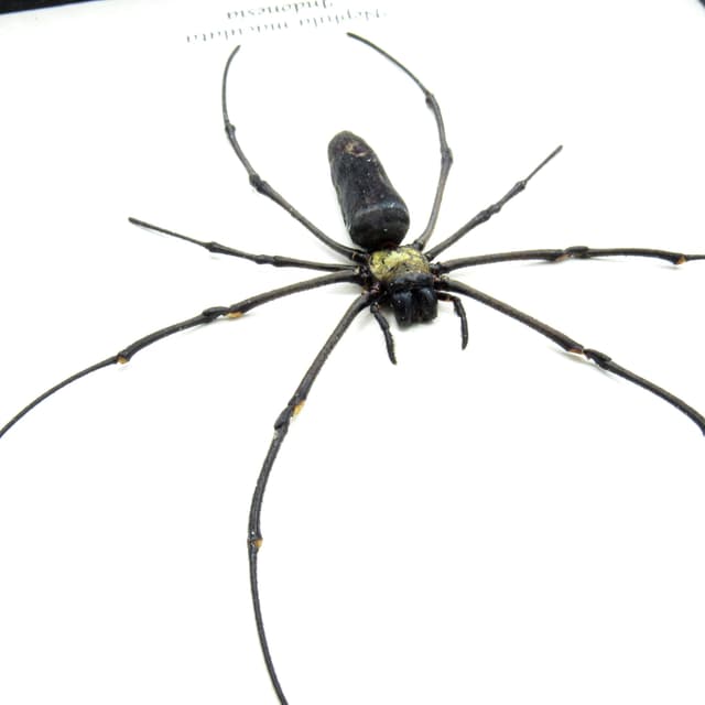 Real Giant Wood Spider framed taxidermy - Nephila maculata