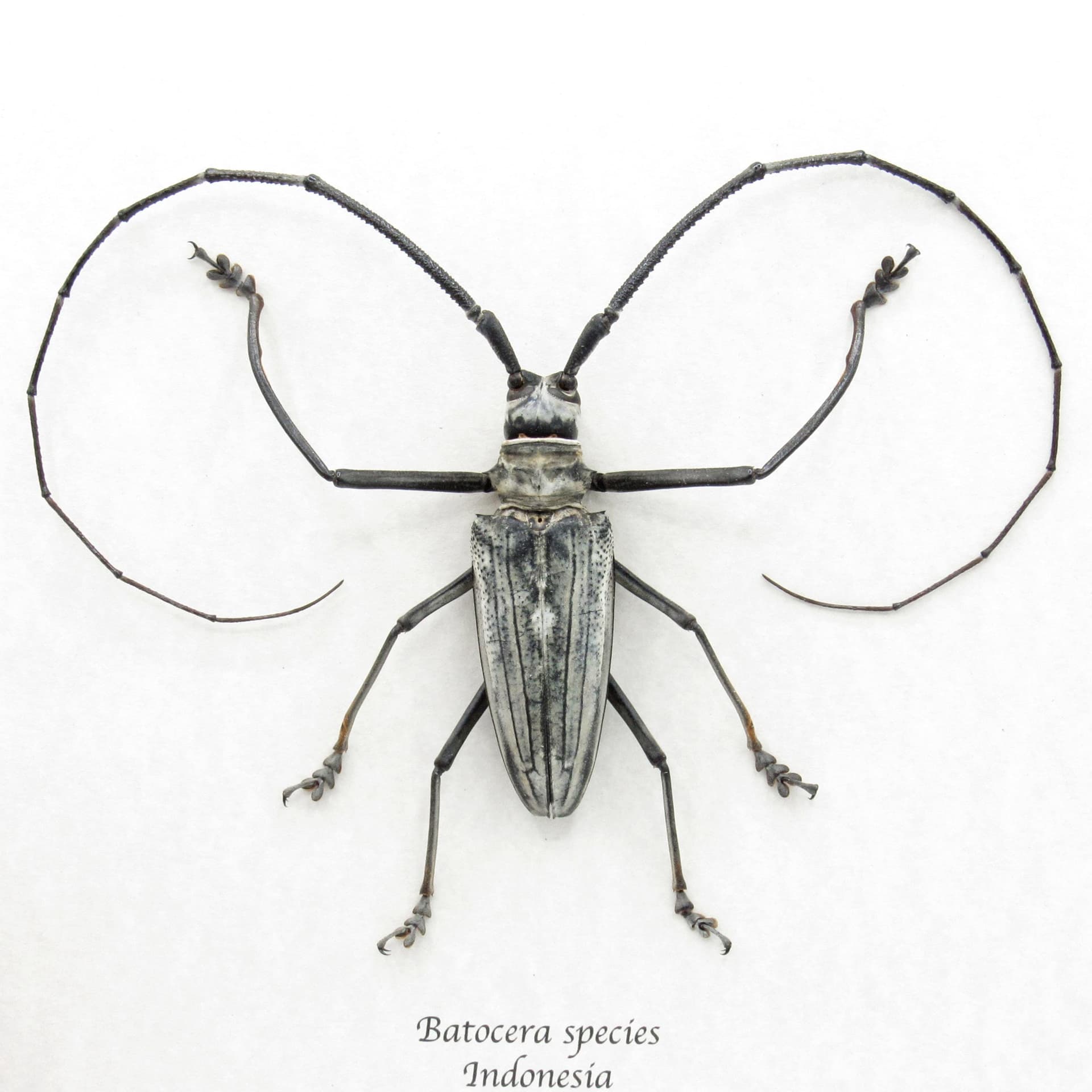 Rare GIANT white Longhorn beetle framed taxidermy - Batocera species